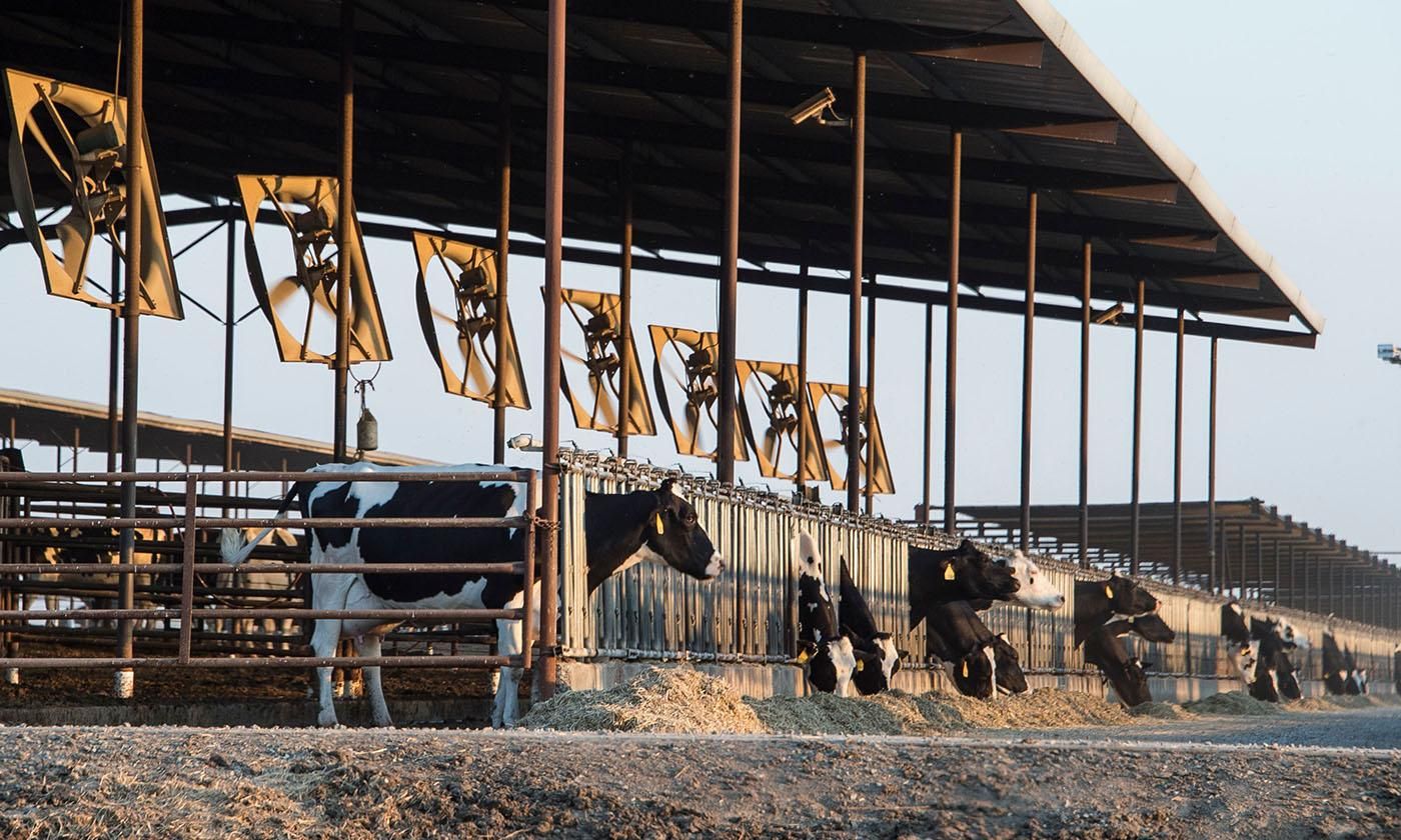 What Fossil Fuels and Factory Farms Have in Common
