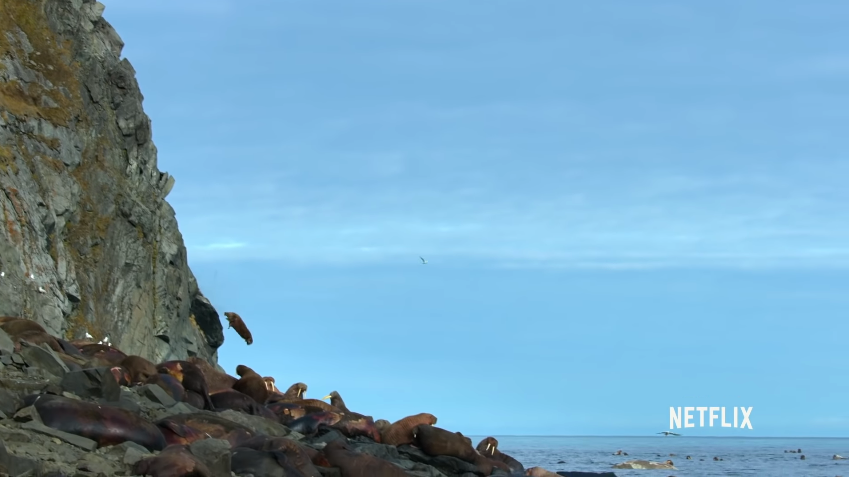 Walruses Are Jumping Off Cliffs to Their Deaths—Yes, Because of Climate Change